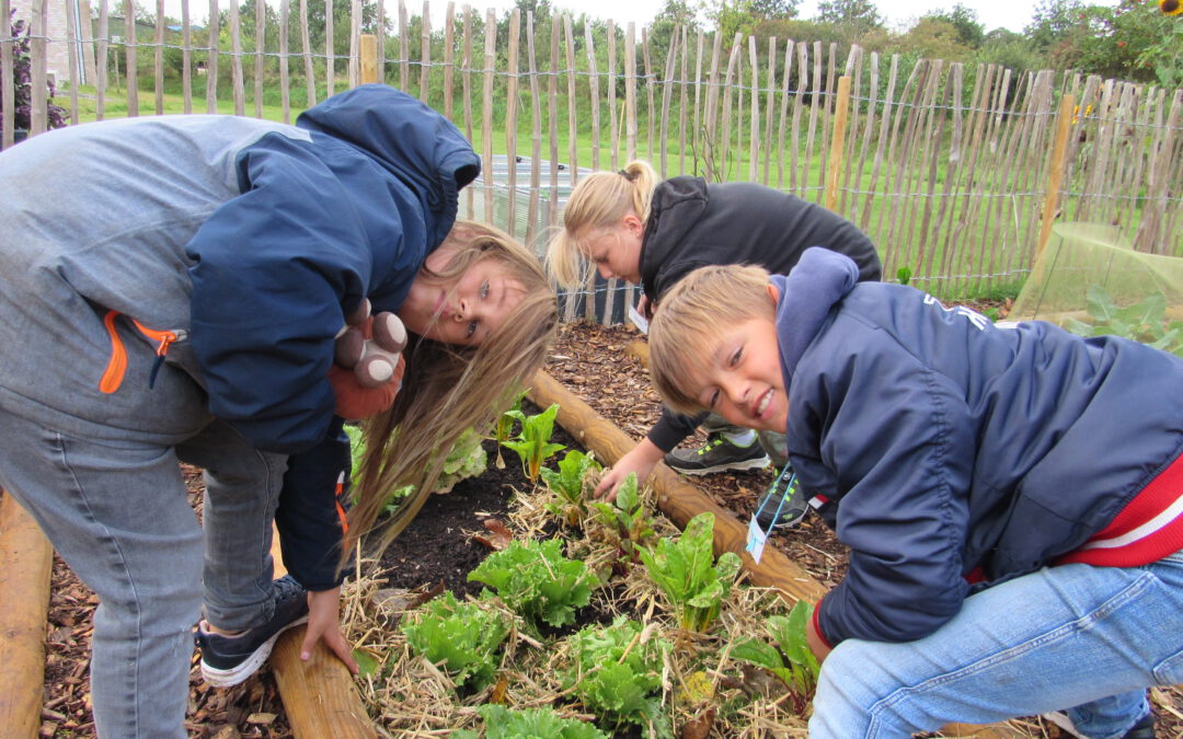GemüseAckerdemie:  3. Pflanzung/Aussaat und Mulchen