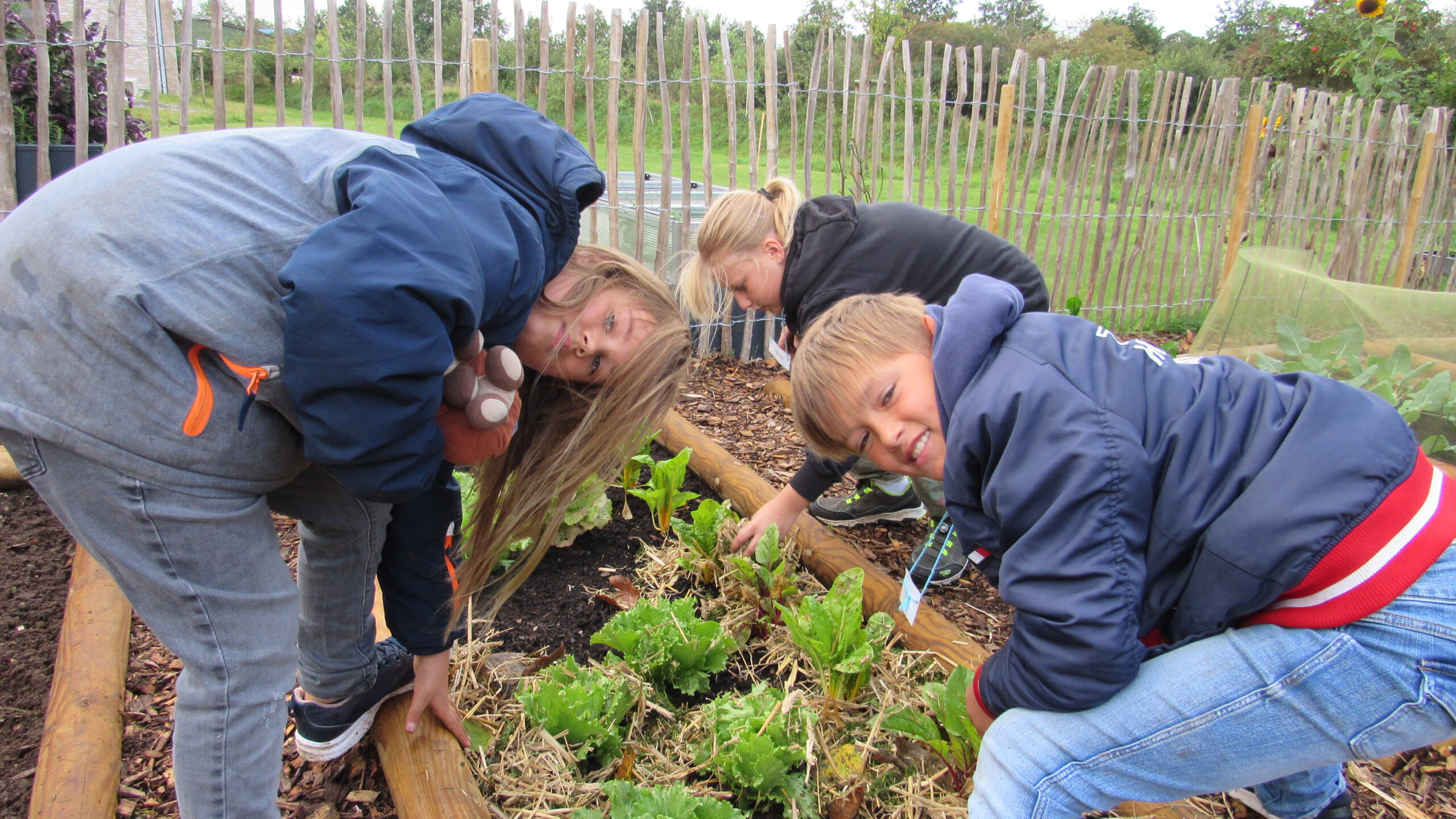 1 Beete hacken und mulchen