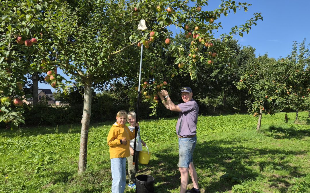 Gemeinsame Apfel- und Birnenernte mit dem Senioren-Treff aus Rantrum